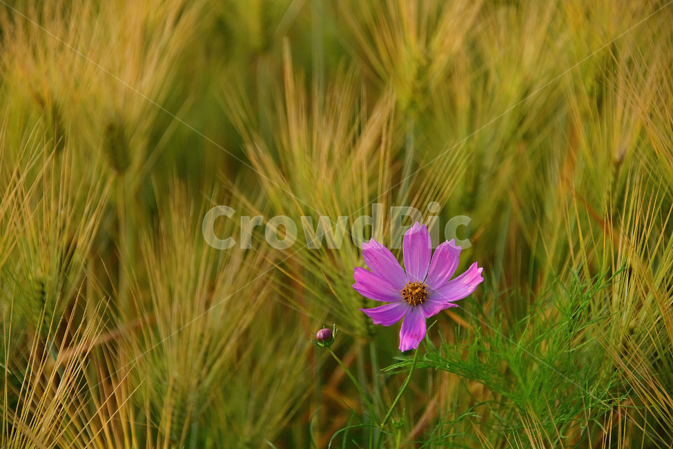 보리,보리밭,코스모스,가을,여름꽃,꽃,가을,계절,fall,autumn,season,식물,자연,plants,nature,꽃,flower,plant