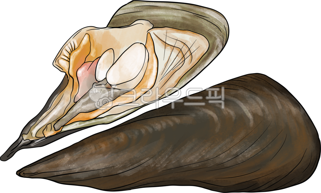 왕조개,해물,조개,어패류,수산물,키조개,해산물,대왕조개