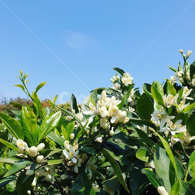 귤꽃,꽃,꽃밭,초록,flower,식물,식물,자연,plants,nature,꽃,flower