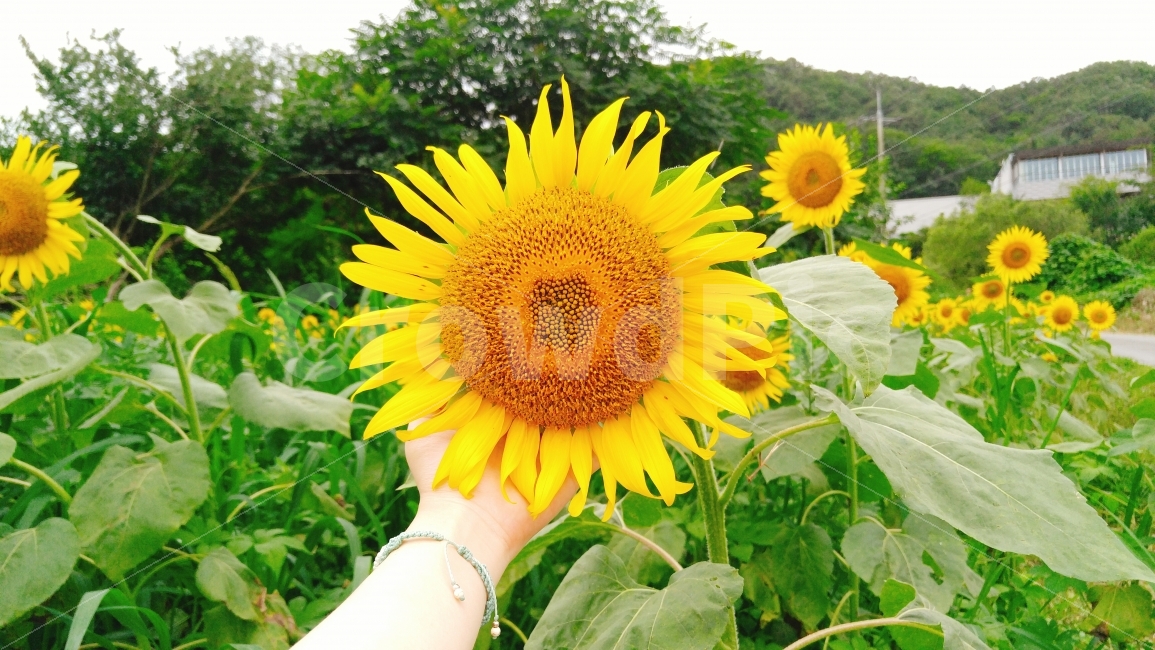 해바라기,꽃,sunflower,축제,yellow,여름,계절,summer,season,식물,자연,plants,nature,꽃,flower,사람,인물,인간,human,person,plant,blossom