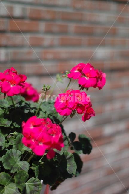plant,식물,flower,blossom,꽃,geranium,제라늄,벽돌,벽돌배경