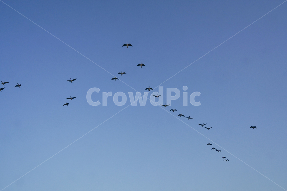 새,조류,철새,겨울철새,동물,비행,떼,감성,하늘,동물,animal,조류,새,birds