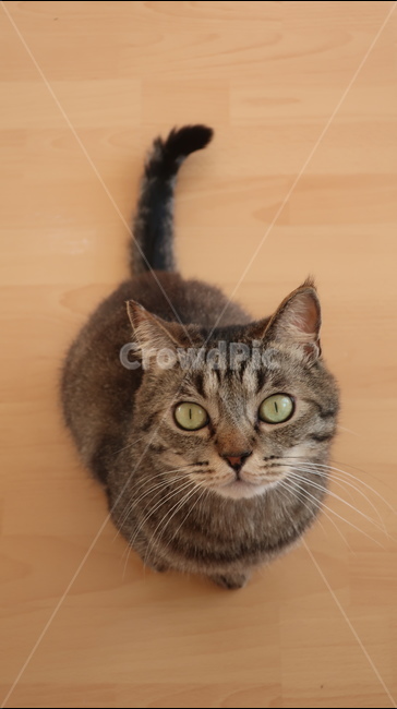 고양이,태비고양이,고등어줄무늬,태비줄무늬,검은고양이,귀여운,포유류,동물,pet,animal,mammal,반려동물,애완동물,반려묘,집고양이,cat,kitty,kitten,아기고양이,동물,animal,포유류,mammal,고양이,cat,kitten,kitty