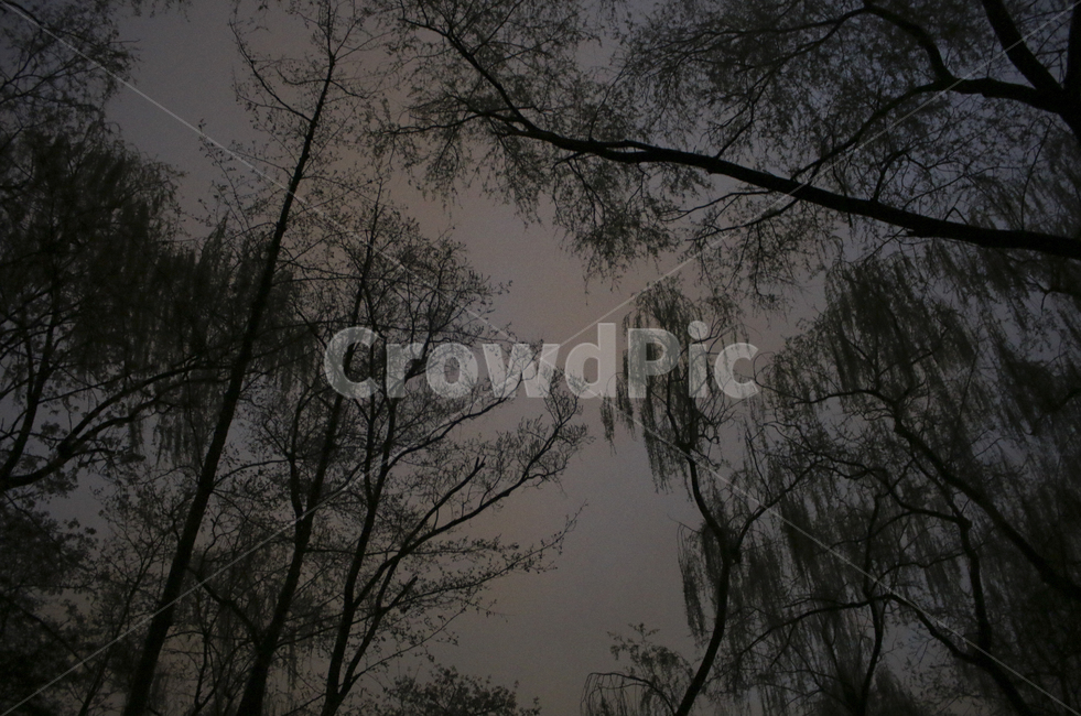 tree,나무,plant,식물,branch,나뭇가지,가지,무성한,빽빽한