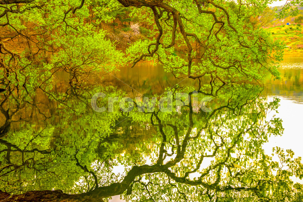 경산,반곡지,봄,초록색,저수지,나무,봄,계절,spring,season,자연,풍경,nature,landscape,한국자연풍경,한국자연경관,korea nature landscape,plant,식물,leaf,잎,tree