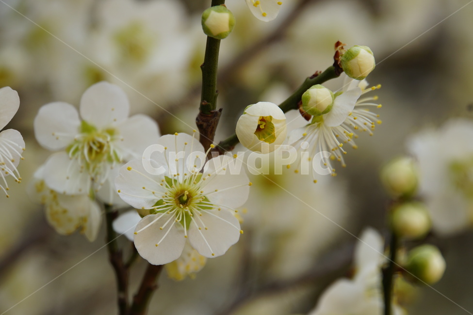 벚꽃,복사꽃,봄,따뜻한,하얀색,봄,계절,spring,season,식물,자연,plants,nature,꽃,flower,plant