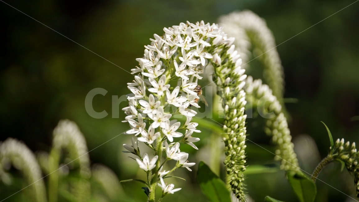 까치수염,꽃,플라워,자연,식물,여름꽃,nature,flower,꽃사진,plants,풍경,landscape,접사,macro,봄,spring,계절,season,감성,힐링,healing,스냅,snap,식물,자연,plants,nature,꽃,flower
