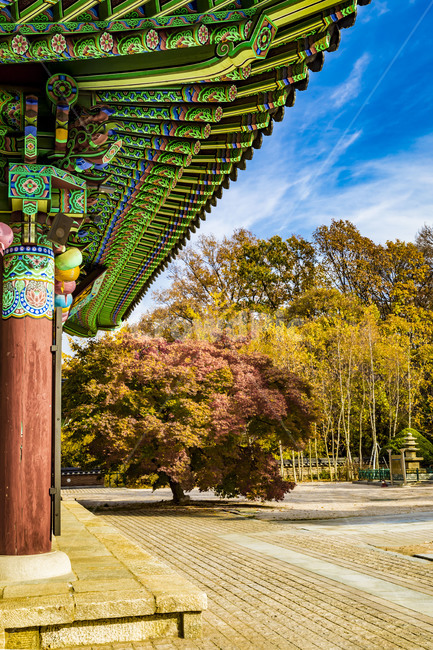 가을,단풍,단청,전통가옥,사찰,하늘,계절,가을느낌,가을서정,자연,풍경,나무,식물,가을,계절,fall,autumn,season,tree,plant