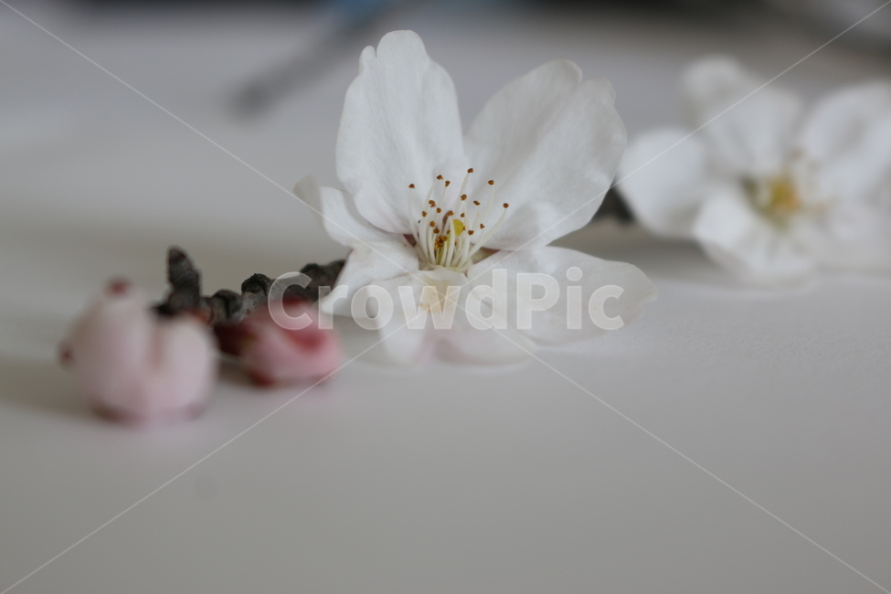 plant,식물,flower,꽃,blossom,봄꽃,벚꽃,식물,자연,plants,nature,꽃,flower