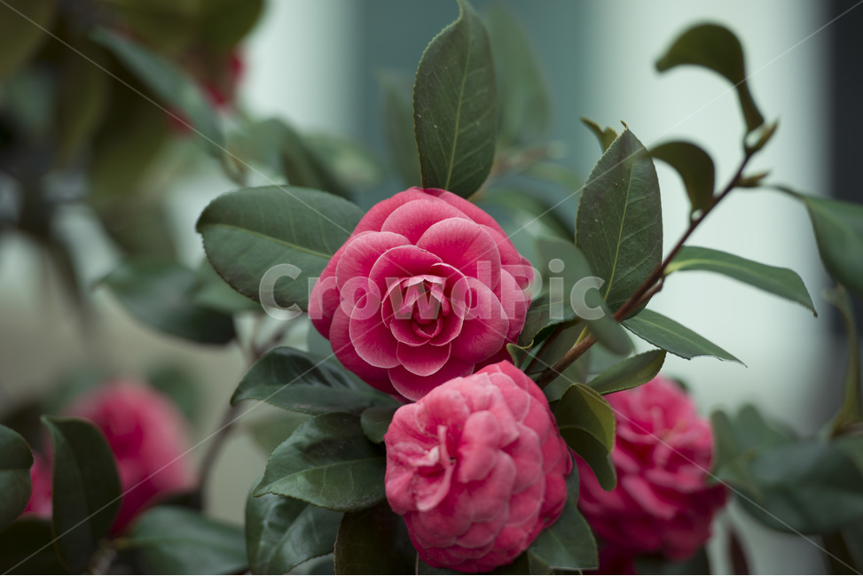 동백,동백꽃,겹동백,제주,붉은꽃,plant,식물,blossom,꽃,flower