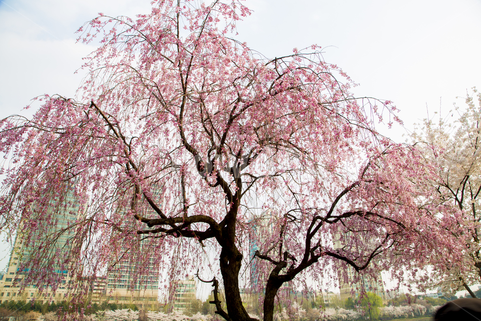 벚꽃나무,plant,식물,봄,자연,꽃,flower,나무,trees,wood