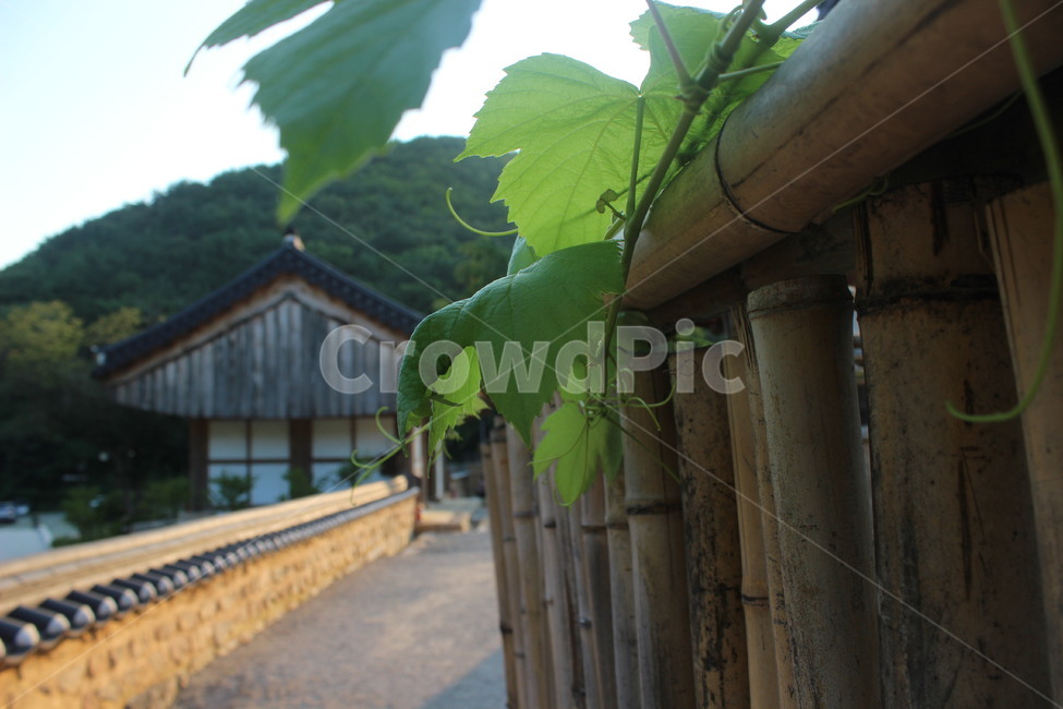 자연,풍경,배경,시골,green,tree,감성,분위기