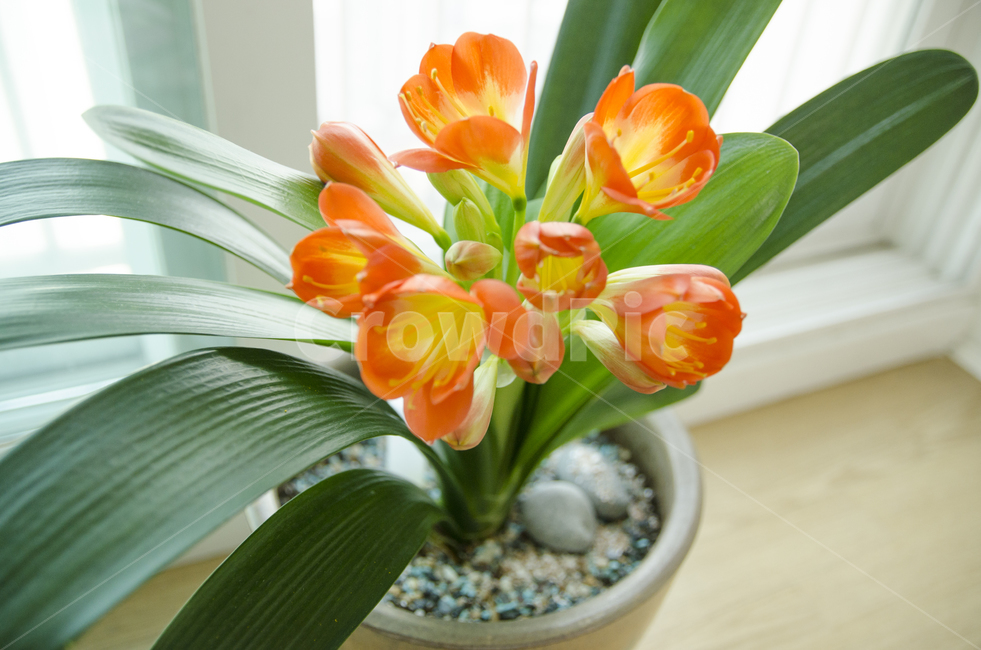 plant,식물,blossom,flower,꽃,kaffirlily,군자란,난,주황색,뷰티풀,아름다움,향기로움,식물,자연,plants,nature,꽃,flower