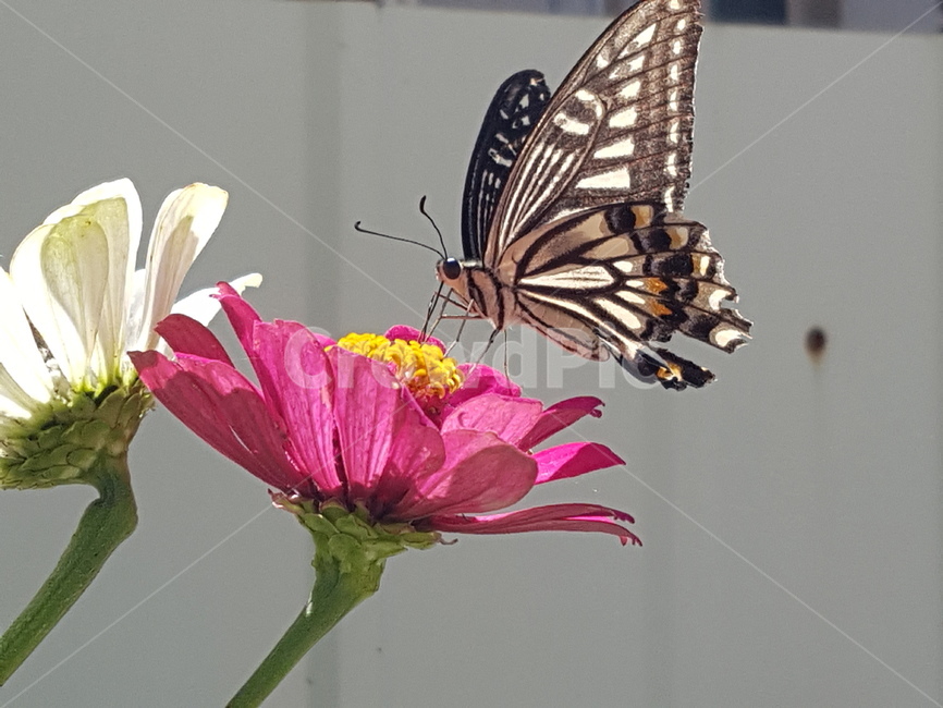 나비,insect,butterfly,animal,plant,꽃,곤충,벌레,insect,bug