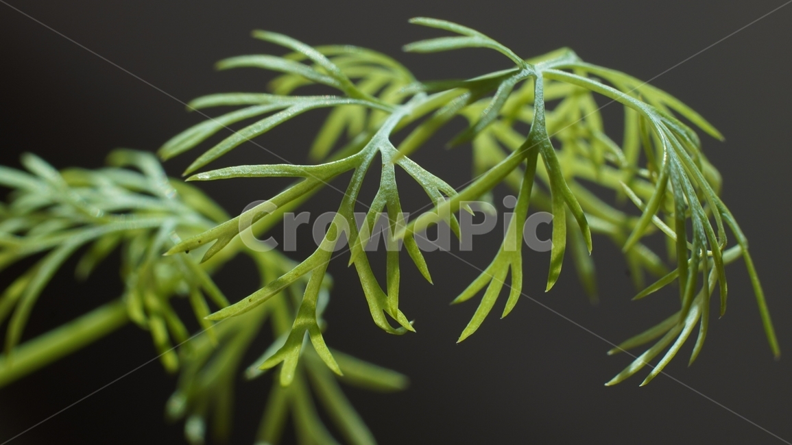 허브,허브딥,herb,잎,잎사귀,leaf,leave,식물,자연,plants,nature