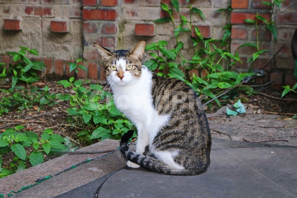 길고양이,고양이,동물,코숏,유기묘,동물,animal,포유류,mammal,고양이,cat,kitten,kitty