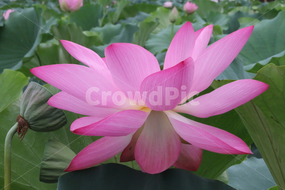 연,꽃,연꽃,식물,lotus,식물,자연,plants,nature,꽃,flower