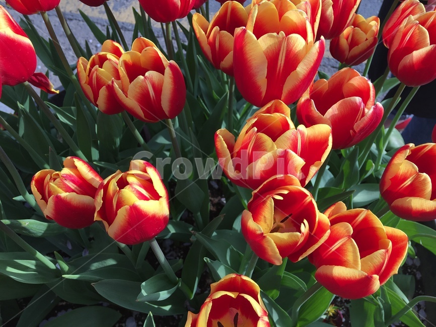 튤립,꽃,빨간꽃,노란꽃,식물,화단,plant,flower