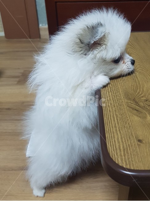 반려견,애완견,반려동물,강아지,개,강아지표정,개표정,dog,puppy,동물,animal,포유류,mammal,개,강아지,dog,doggy