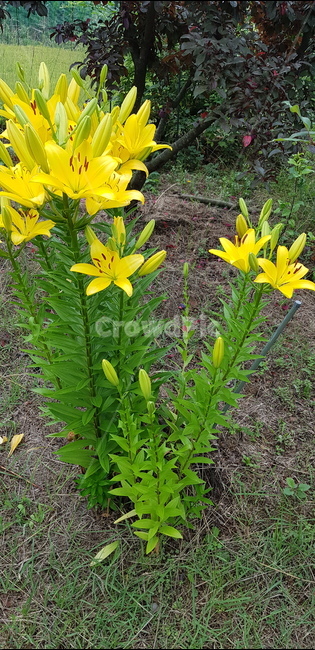 나리꽃,여름꽃,노란꽃,나리,허브꽃,식물,자연,plants,nature,꽃,flower