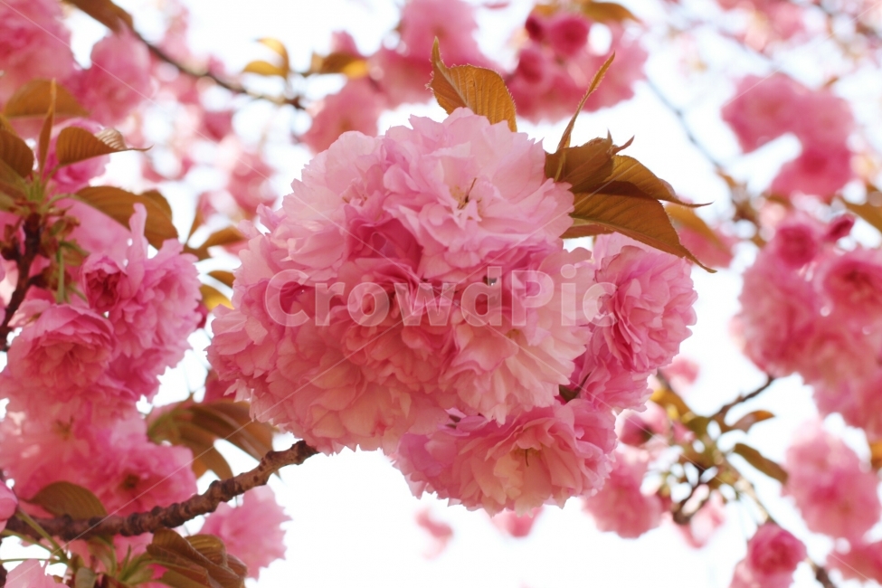 봄,봄꽃,겹벚꽃,왕벚꽃,벚꽃나무,벚꽃,꽃,flower,자연,식물,봄,계절,spring,season,식물,자연,plants,nature,꽃,flower,plant,blossom