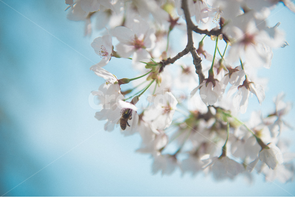fancy,Cherry Blossom,Spring background,in full bloom,spring flowers,spring,background image,spring image,petal,plants,background photo,season,spring background,pretty,spring photo,nature,full bloom,flower,wildflowers,background,plant