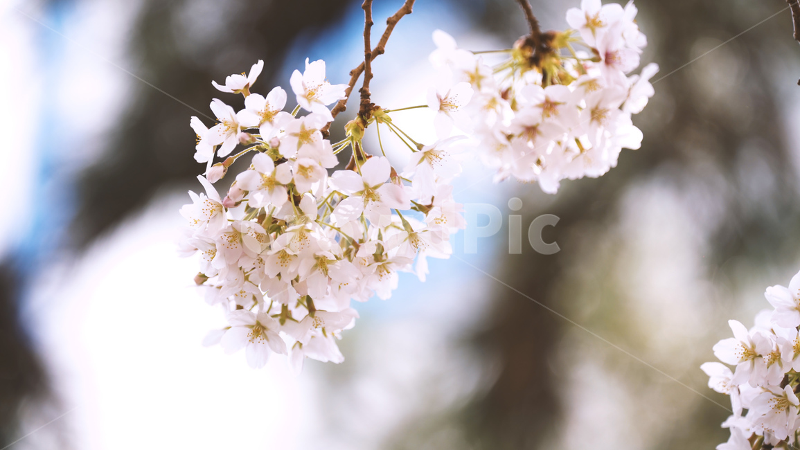 봄,벚꽃,cherryblossom,flowers,벚꽃나무,꽃비,벚꽃비,봄꽃,계절,spring,season,식물,자연,plants,nature,꽃,flower,나무,trees,wood,감성,sensible,feeling,배경화면,이미지,감성사진,봄,계절,spring,season,식물,자연,plants,nature,꽃,flower,plant