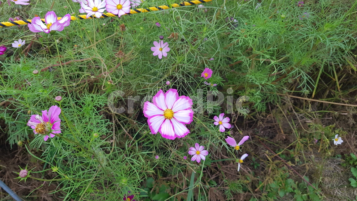 김천,코스모스,flower,plant,식물,geranium,제라늄,blossom,꽃