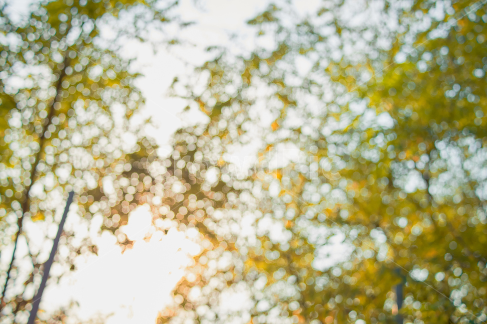 bokeh,보케,빛,sun,하늘,자연,가을,나무,색,color,green,가을,계절,fall,autumn,season,tree,plant,식물
