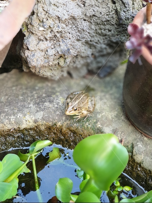 개구리,한국개구리,참개구리,화분옆,frog