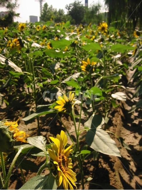 해바라기,들판,역광,식물,꽃,꽃밭,자연,햇살,식물,자연,plants,nature,꽃,flower