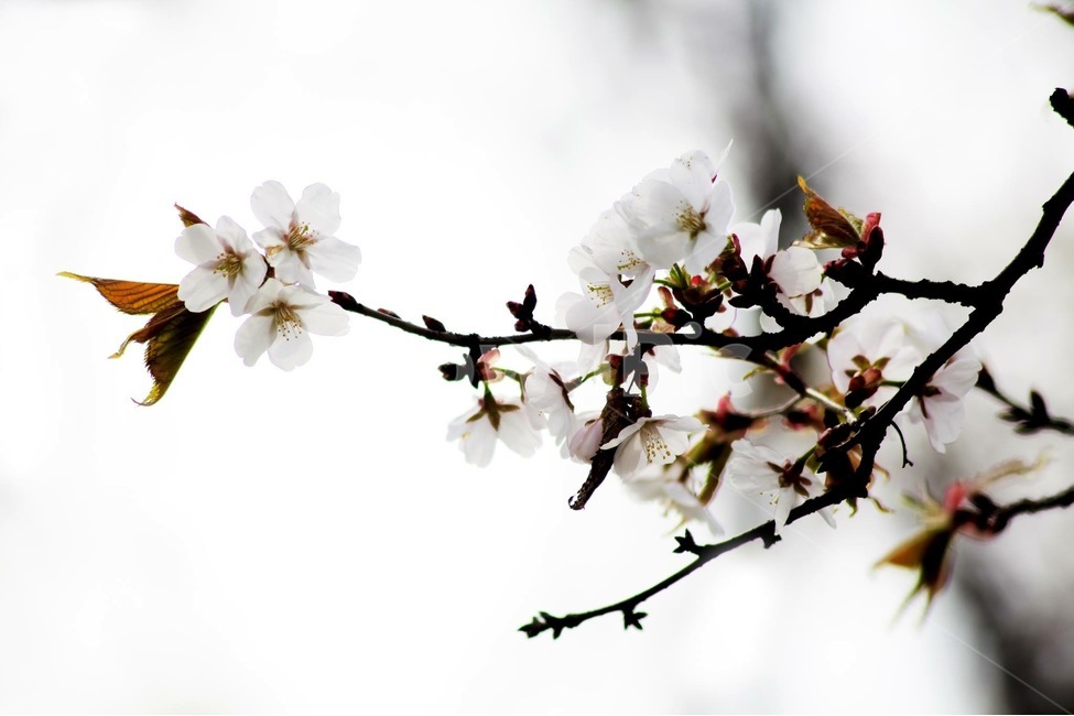spring,spring flowers,Cherry Blossom,petal,pretty photo,beauty,Spring love,Photo with good atmosphere,not cherry blossoms,static photo