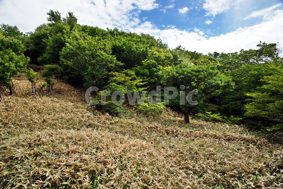 사라오름,사라봉,제주,한라산,숲,성판악,오름,조릿대,자연,풍경,nature,landscape,ground,바닥,vegetation,초목,plant,식물,gravel,자갈,dirt road,흙길,road,도로,tree,나무,outdoors,옥외