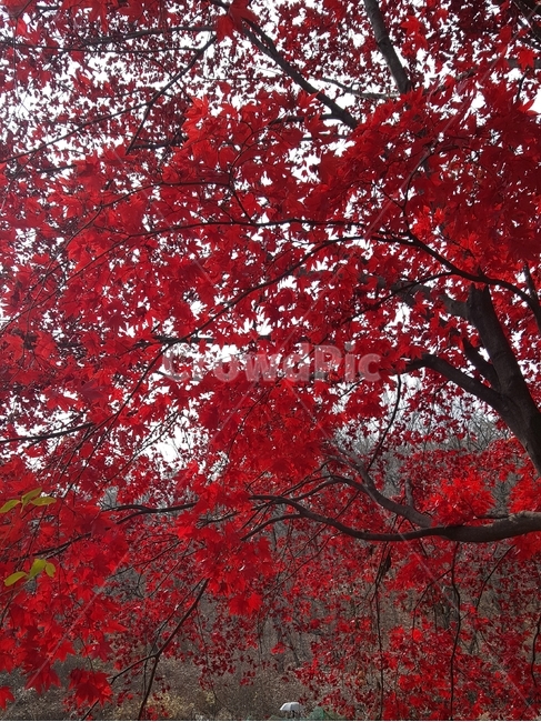 단풍,가을,가을나무,가을단풍,단풍나무,빨강,나무,산,자연,가을,계절,fall,autumn,season,tree,plant,식물,maple,leaf,잎