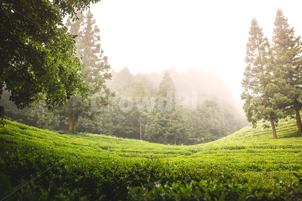 보성다원,녹차밭,일출,보성녹차밭,보성녹차,녹차,아침다원,다원의아침,녹차밭의아침,자연,풍경,nature,landscape,한국자연풍경,한국자연경관,korea nature landscape,outdoors,옥외
