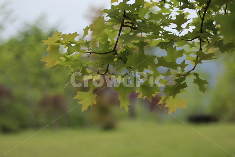 플라타너스,연두,가로수,봄,흐림,식물,자연,plants,nature