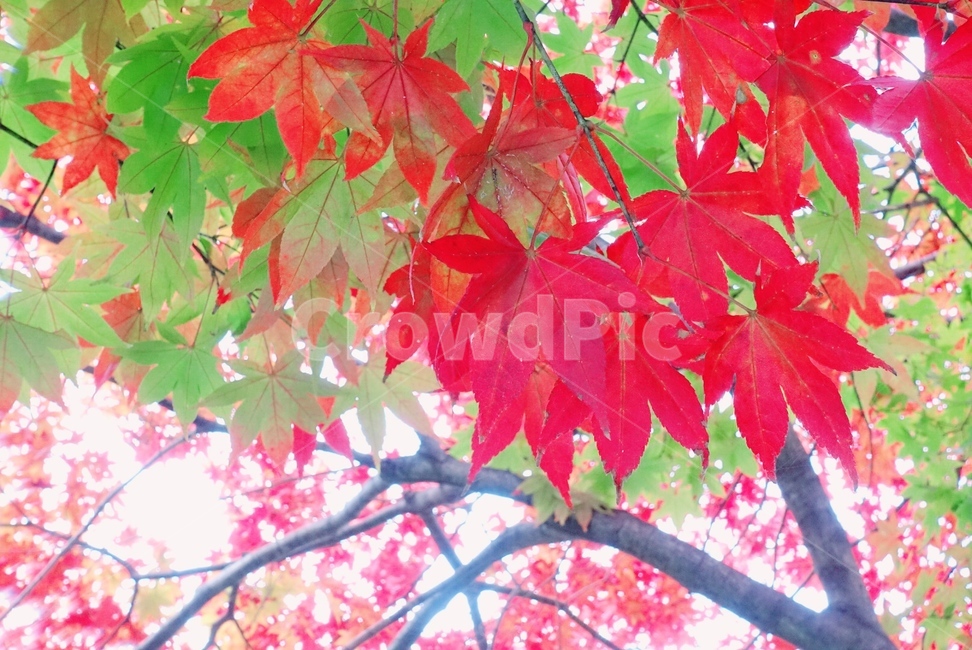 가을,단풍,자연,산,나무,가을,계절,fall,autumn,season,plant,식물,leaf,잎,tree