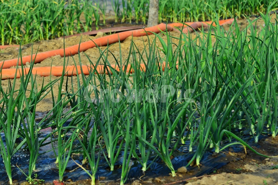 복숭아밭,복사꽃,파,대파,쪽파,plant,식물,outdoors,옥외,농업,농사,경작