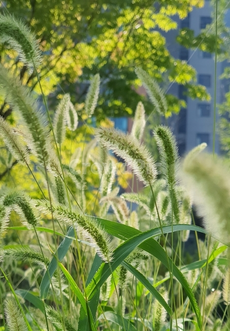 식물,grass,잔디,plant,초록색,강아지풀,식물,자연,plants,nature