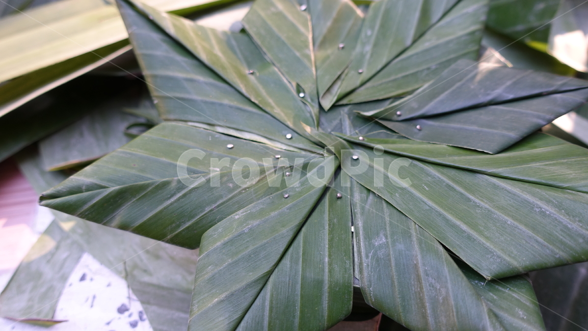 leaf,잎,plant,식물,바나나잎,공예,러이끄라통,끄라통