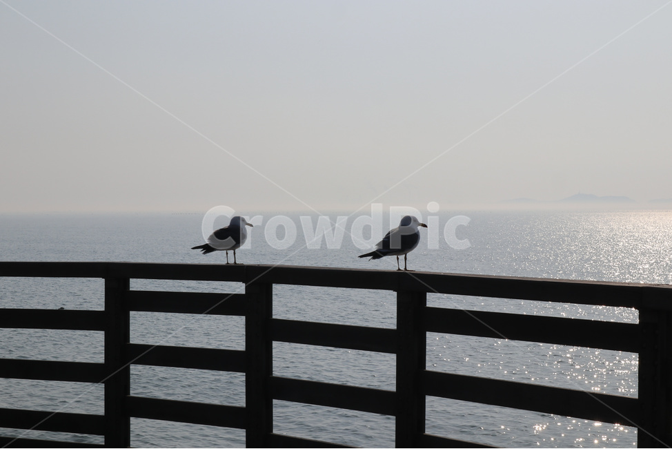 갈매기,새,조류,동물,한쌍,seagull,휴식,동물,animal,조류,새,birds