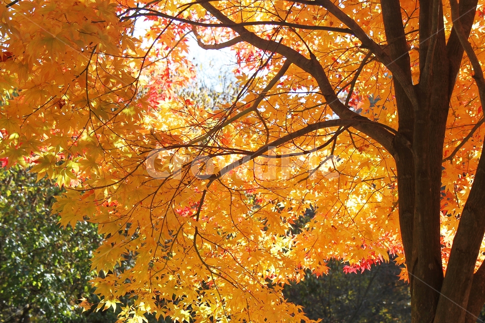 가을풍경,단풍나무,단풍나무와다리,단풍잎,감성,가을,계절,fall,autumn,season,식물,자연,plants,nature,나무,trees,wood,plant,leaf,잎,tree,maple,단풍