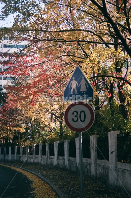 표지판,가을,낙엽,단풍잎,은행잎,단풍,노인보호,필름,필름사진