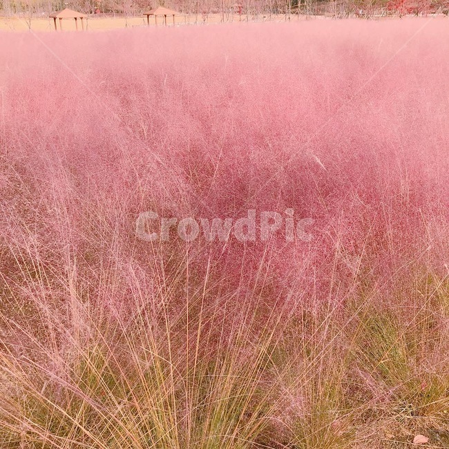 핑크뮬리,뮬리,핑크,꽃,핑크꽃,식물,자연,plants,nature