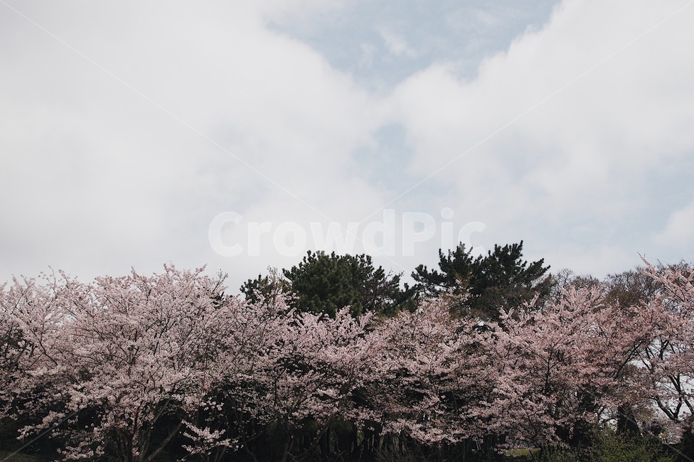 구름,벚꽃,자연,풍경,하늘,나무,감성,봄,계절,spring,season,식물,자연,plants,nature,꽃,flower,나무,trees,wood,plant,blossom