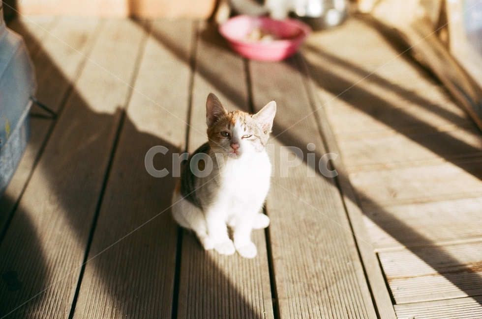 고양이,cat,아기고양이,kitty,wood,동물,animal,포유류,mammal,고양이,cat,kitten,kitty,감성,sensible,feeling