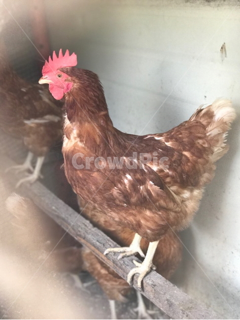 새,치킨,암탉,동물,가금류,동물,animal,조류,새,birds
