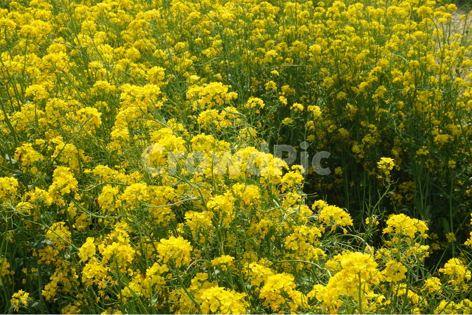 꽃,자연,접사,유채꽃,flower,식물,canola,rapeflower,yellowflower,꽃밭,유채꽃밭,봄,spring,식물,자연,plants,nature,꽃,flower