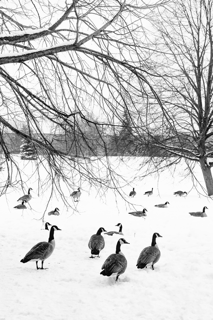 거위,새,오리,겨울,눈,흑백,나무,자연,공원,동물,animal,조류,새,birds,흑백,모노톤,monochrome,black and white