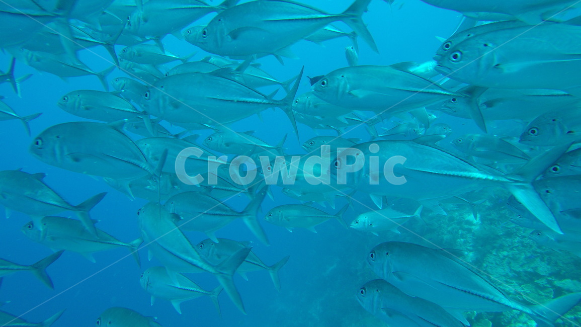 바다,sea,underwater,scuba,scubadiving,skinscuba,스킨스쿠버,스쿠버다이빙,수중사진,수중촬영,물고기떼,fish,fishes,전갱이,잭피쉬,jackfish,동물,animal,어류,물고기,fish